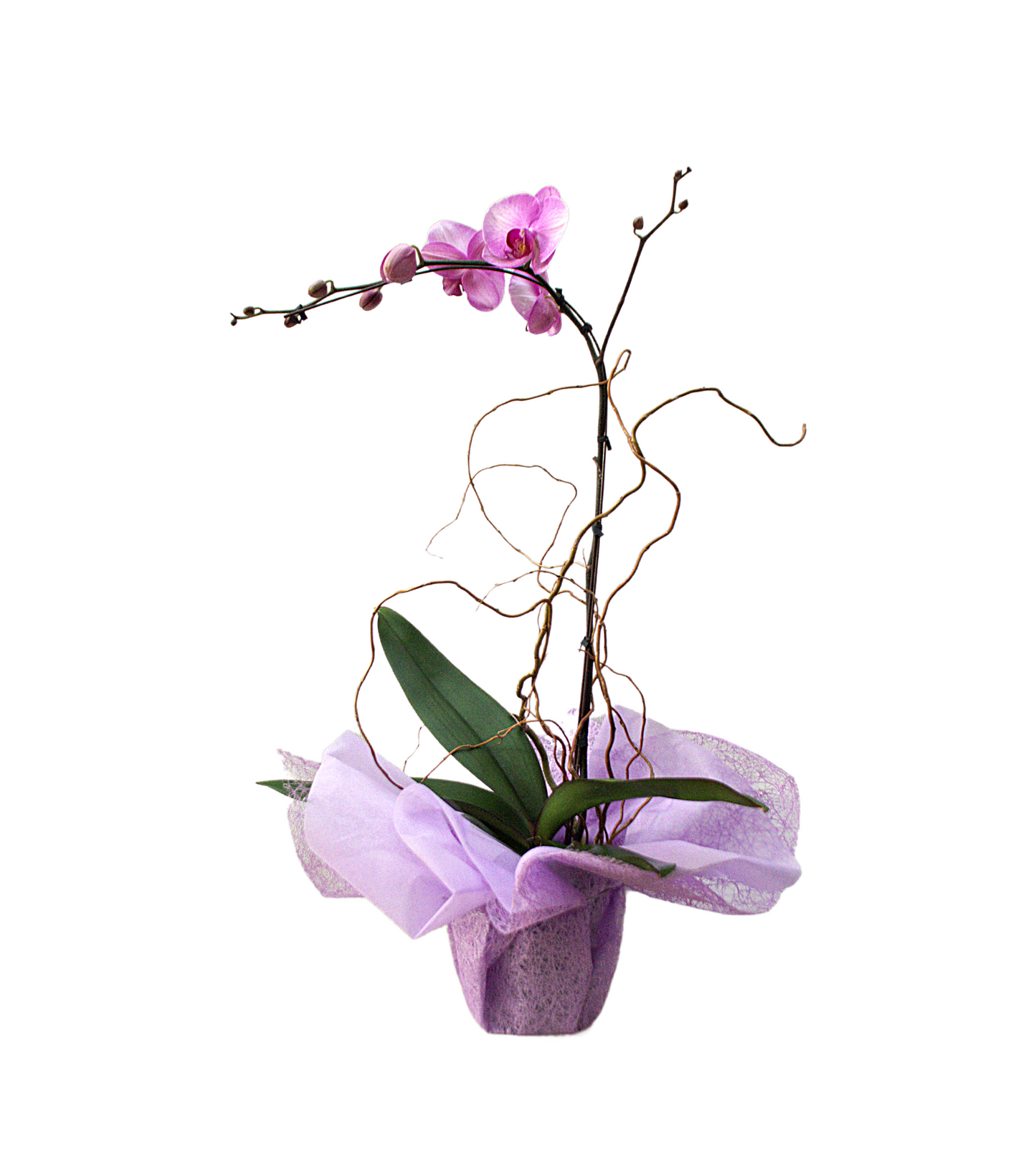 Phalaenopsis Orchid