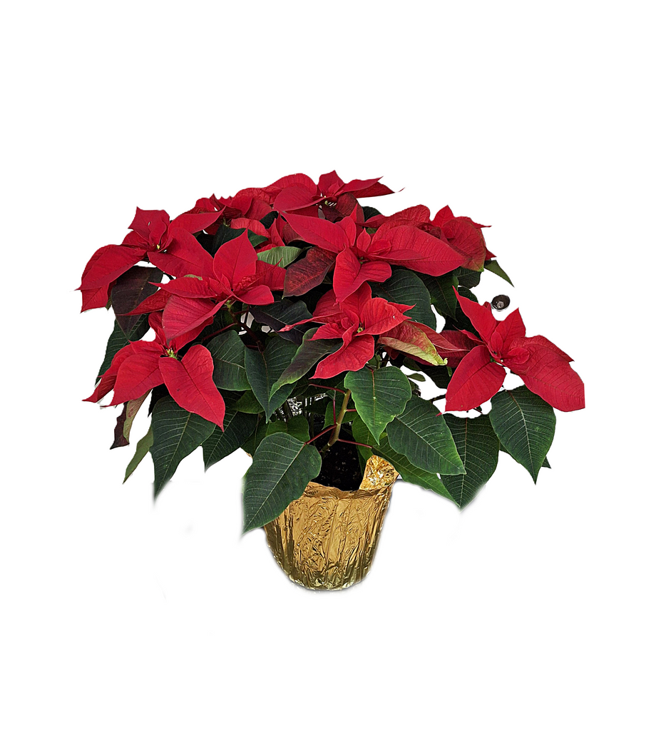 10 Inch Poinsettia