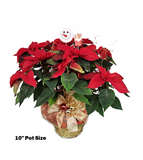 Decorated Poinsettia