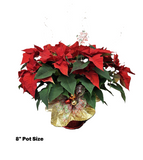 Decorated Poinsettia