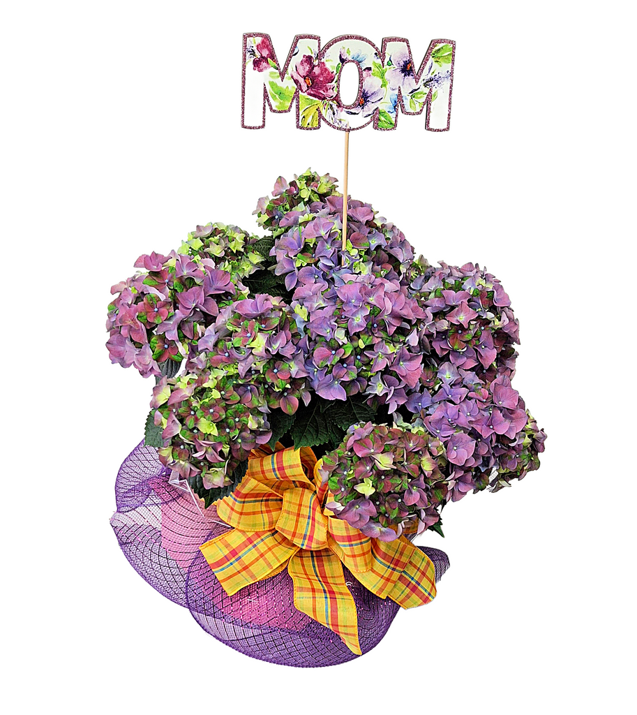 Decorated Hydrangea Plant