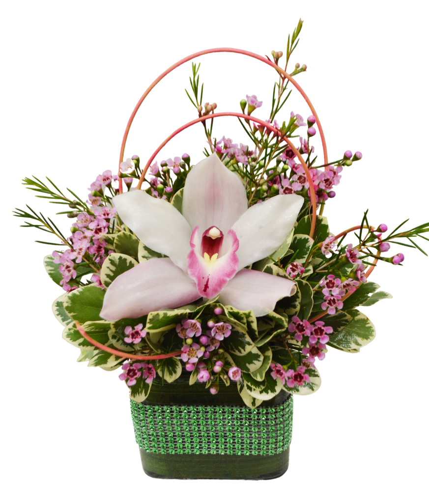 Orchid Beauty