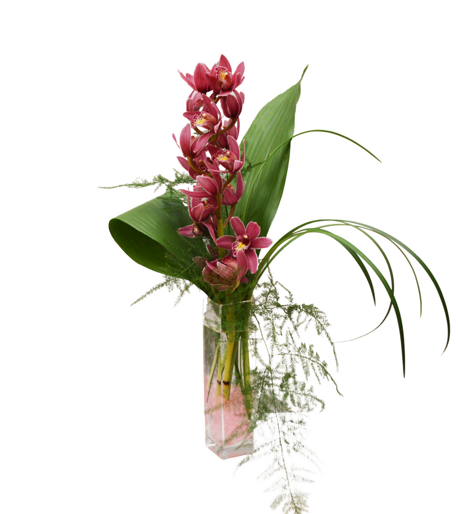 Orchid Surprise