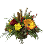 Alberta Winter Treasures