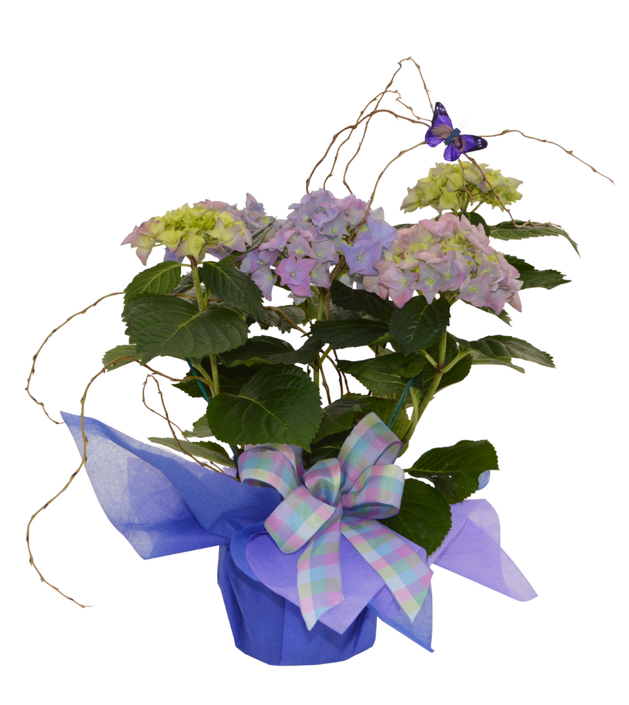 Blue Purple Hydrangea